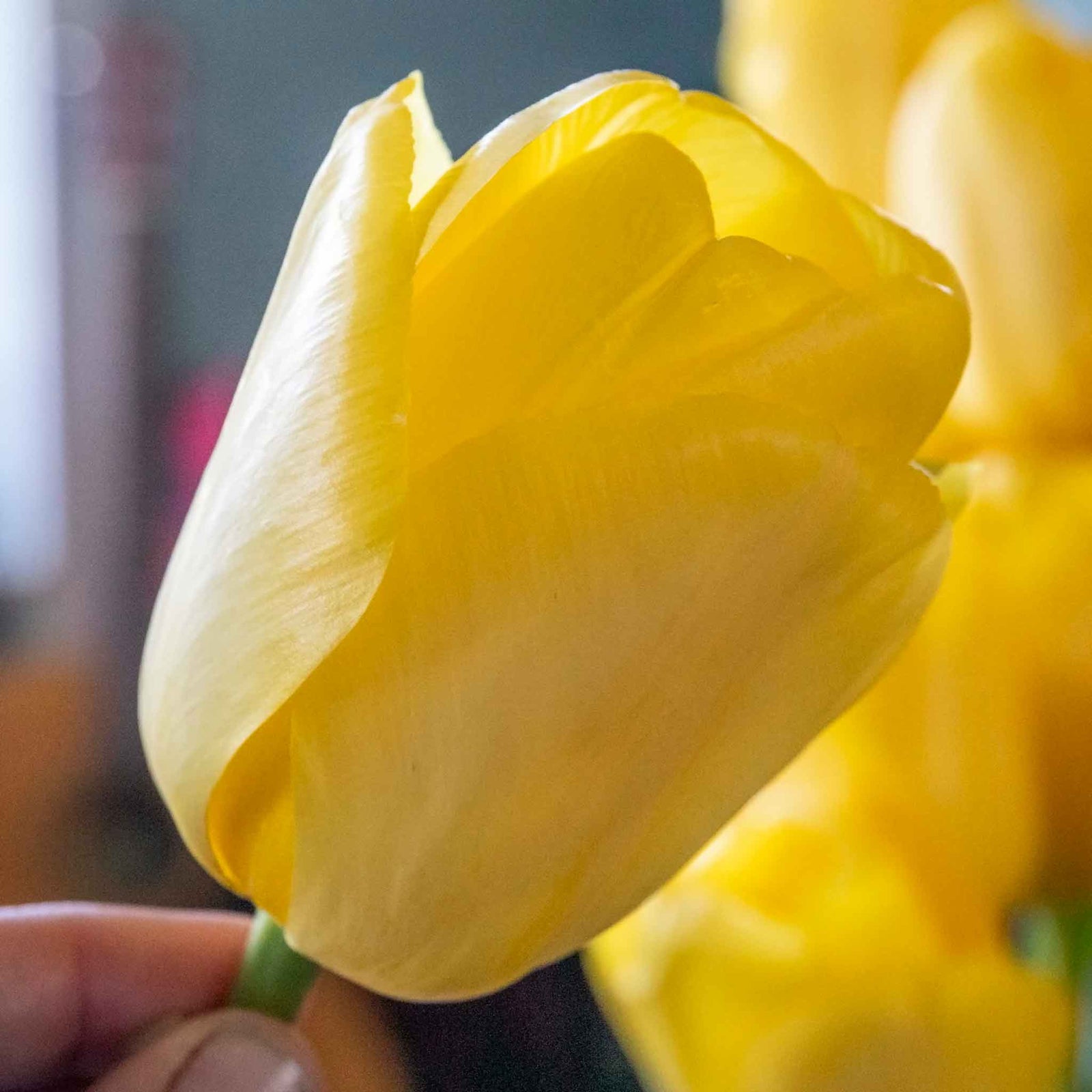 Tulip World Friendship — Primrose Yellow | 10 x Bulbs | Yellow