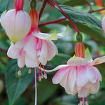 Hayloft ‘dazzling Fuchsia Double Collection’ - plug plants