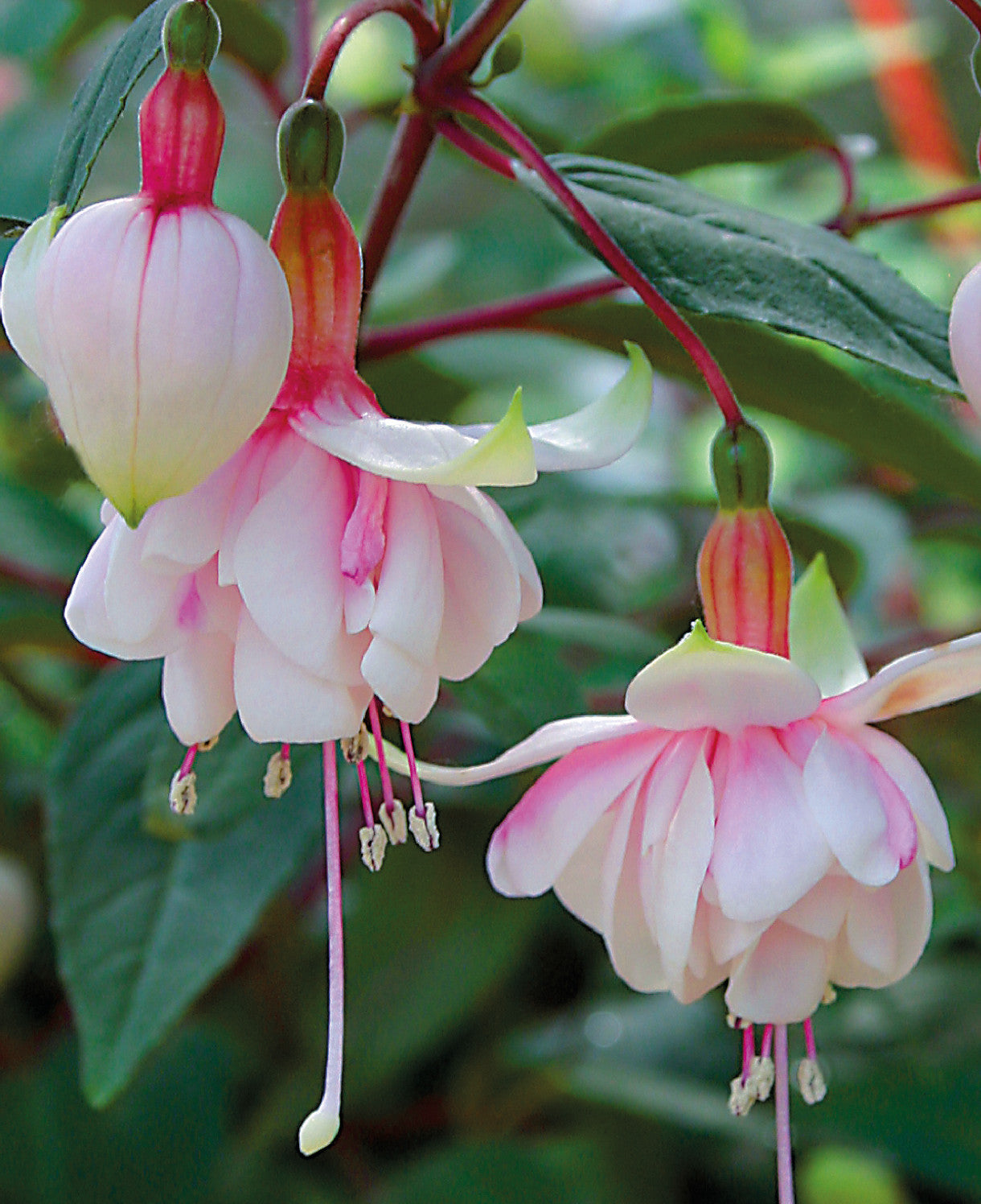 Hayloft ‘dazzling Fuchsia Double Collection’ - plug plants