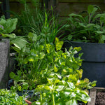 Coriander Plant Large Potted 35cm | 3 x 9cm | Green