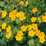 Potentilla Lovely Pink Garden Shrubs Pack Of 3