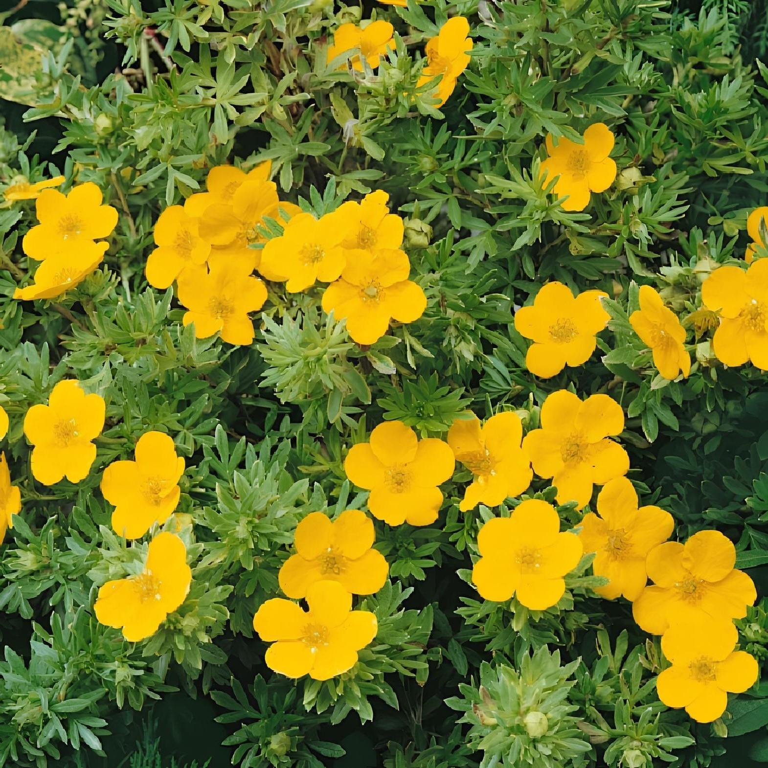 Potentilla Lovely Pink Garden Shrubs Pack Of 3