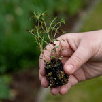 Sense-ational Herb Collection | 6 Plug Plants | Green