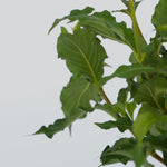 Flowering Shrub - 4 Pcs. - Weigela Florida 'red Prince' - Height 25-40cm - ⌀17cm | Set of 4 | Red