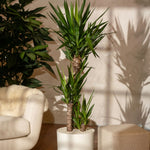 Common Yucca - Yucca Elephantipes - Height 70-80cm - ⌀21cm | Set of 1 | Green