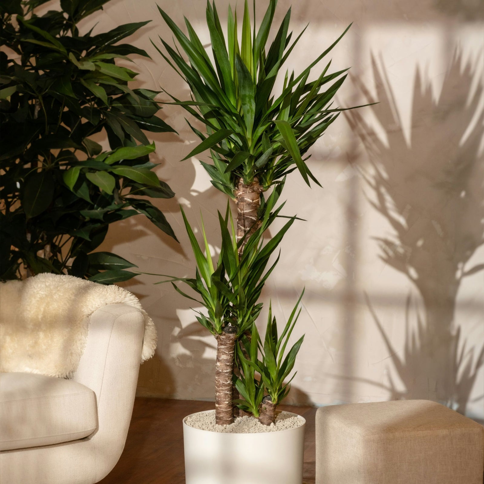 Common Yucca - Yucca Elephantipes - Height 70-80cm - ⌀21cm | Set of 1 | Green