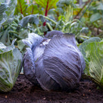 Cabbage 'red Rovite' - Mid-season Red Cabbage | 16 x Pro Grower Plugs
