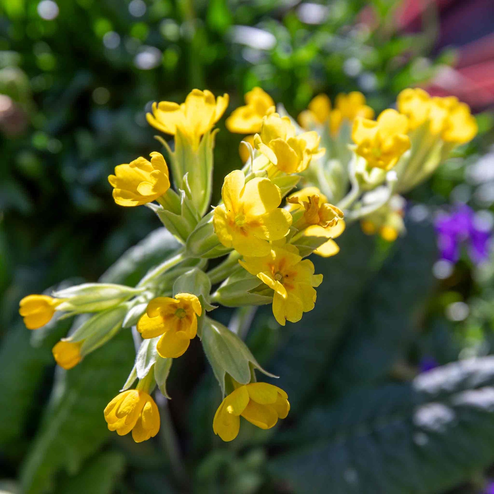 Cowslip Wildflower Seeds | 140 Seeds