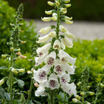 Digitalis 'dalmatian Cream' Compact Rhs Award Foxglove | Set of 6 | Multi