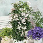 Jasmine 'starry Starry Summer Night' Climbing Plant | 1 x 9cm | Green & Pink