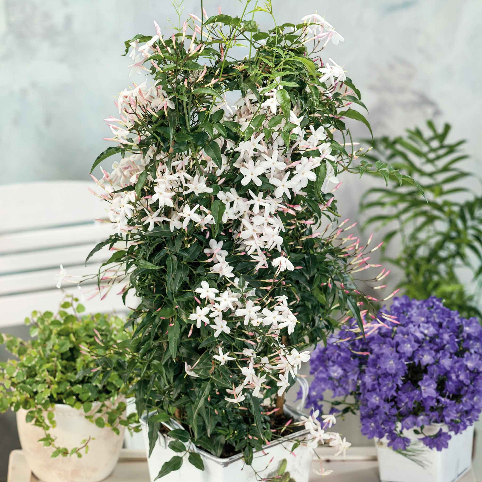 Jasmine 'starry Starry Summer Night' Climbing Plant | 1 x 9cm | Green & Pink