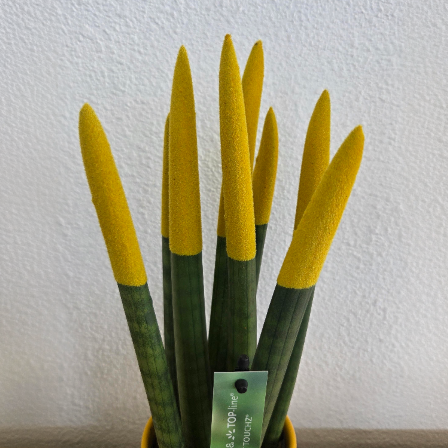 Snake Plant Velvet Touch - Sansevieria Cylindrica - Height 20-40cm - ⌀9cm | Yellow