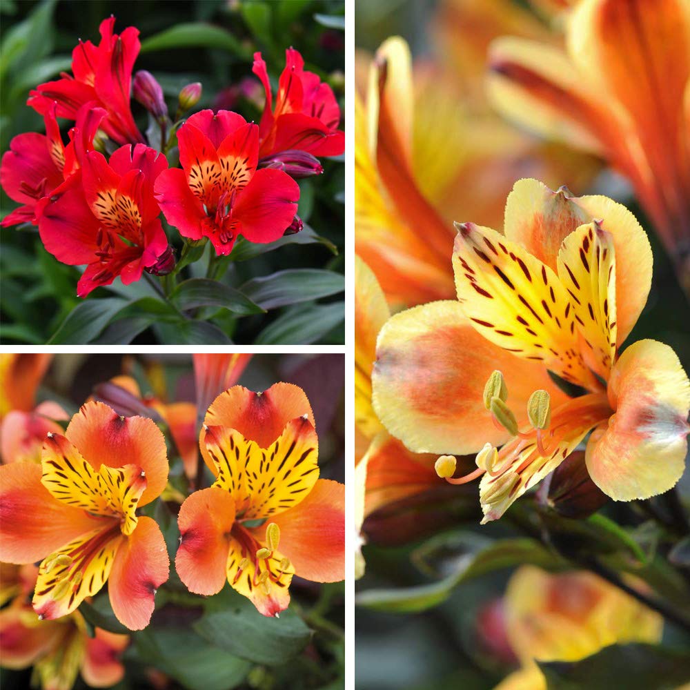 Alstroemeria Summer Trio Jumbo Plants | Set-of-3
