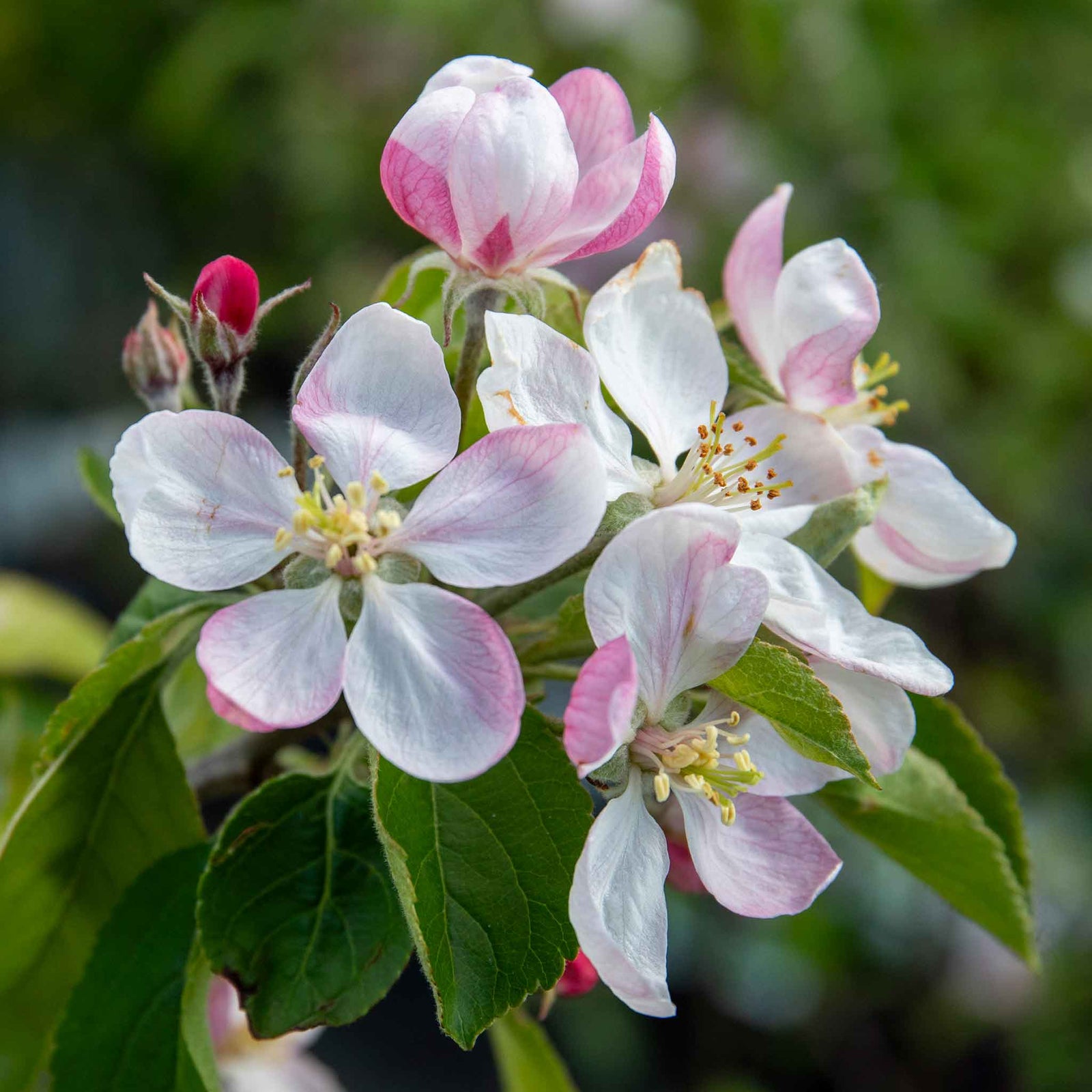 Patio Apple Tree Elstar Dwarf 1.2m | 1 x 5L | Yellow