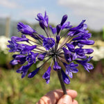 Agapanthus Africanus 'big Blue' Plant | 1 x 7.5L | Blue
