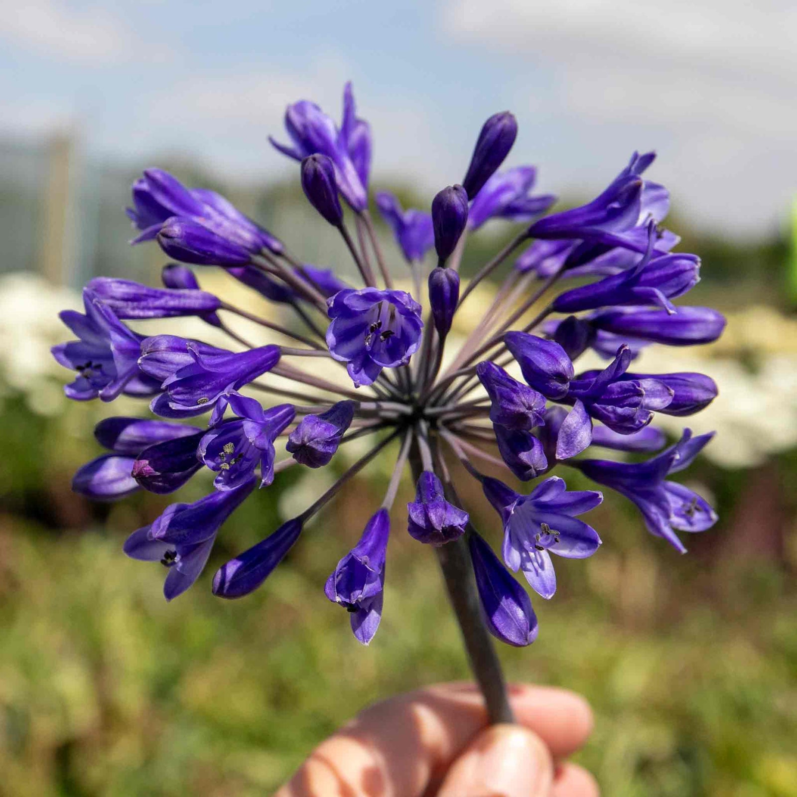 Agapanthus Africanus 'big Blue' Plant | 1 x 7.5L | Blue