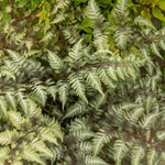 Athyrium Niponicum 'metallicum' Japanese Painted Fern | 1 x 2L | Multi