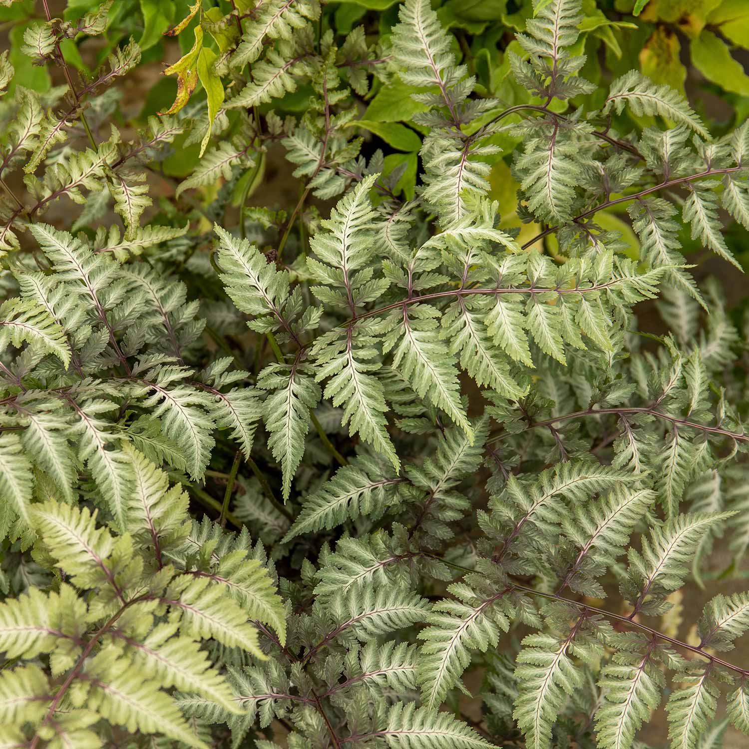 Athyrium Niponicum 'metallicum' Japanese Painted Fern | 1 x 5L | Silver Grey