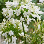 Agapanthus Hybrida 'Vallee De La Sarthe' - 9cm Pot | 1 x 9cm | White