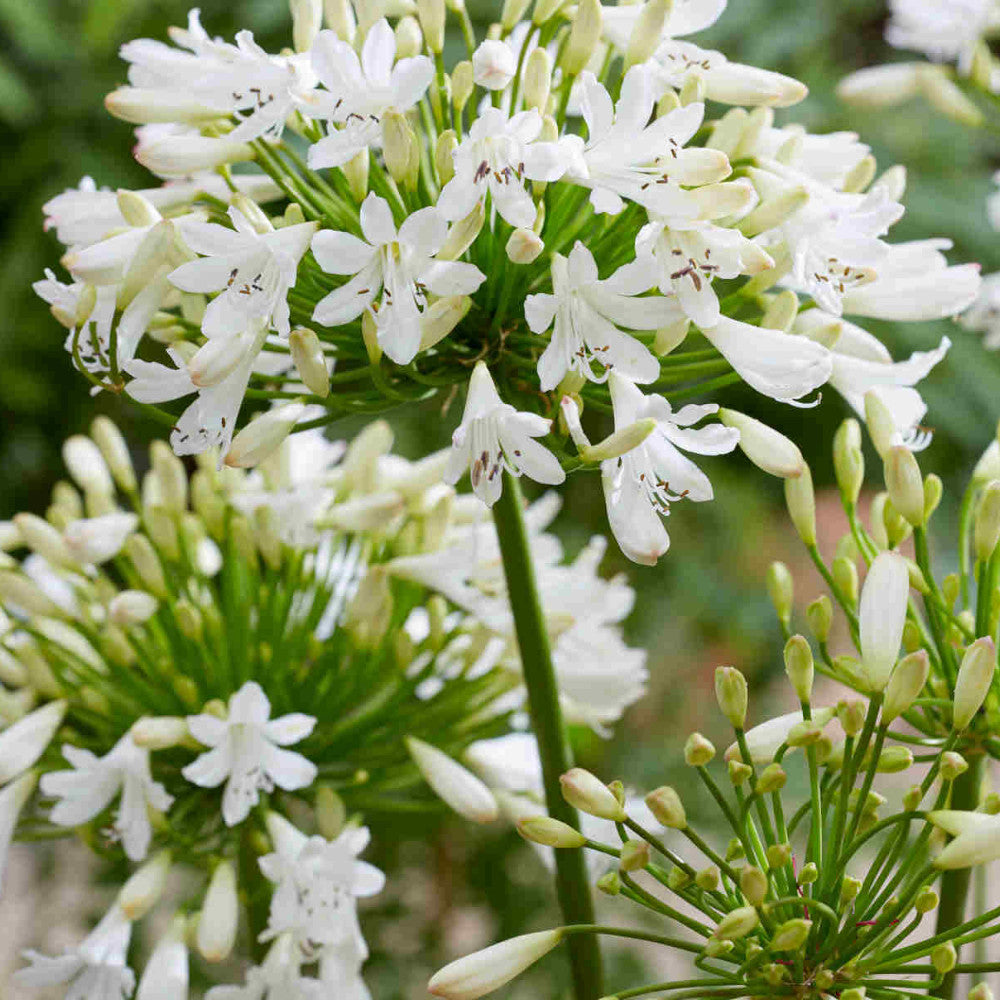 Agapanthus Hybrida 'Vallee De La Sarthe' - 9cm Pot | 1 x 9cm | White