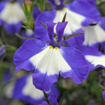 Lobelia 'waterfall Blue Ice' Trailing Bedding Plant | 12 x Jumbo Plugs | Blue