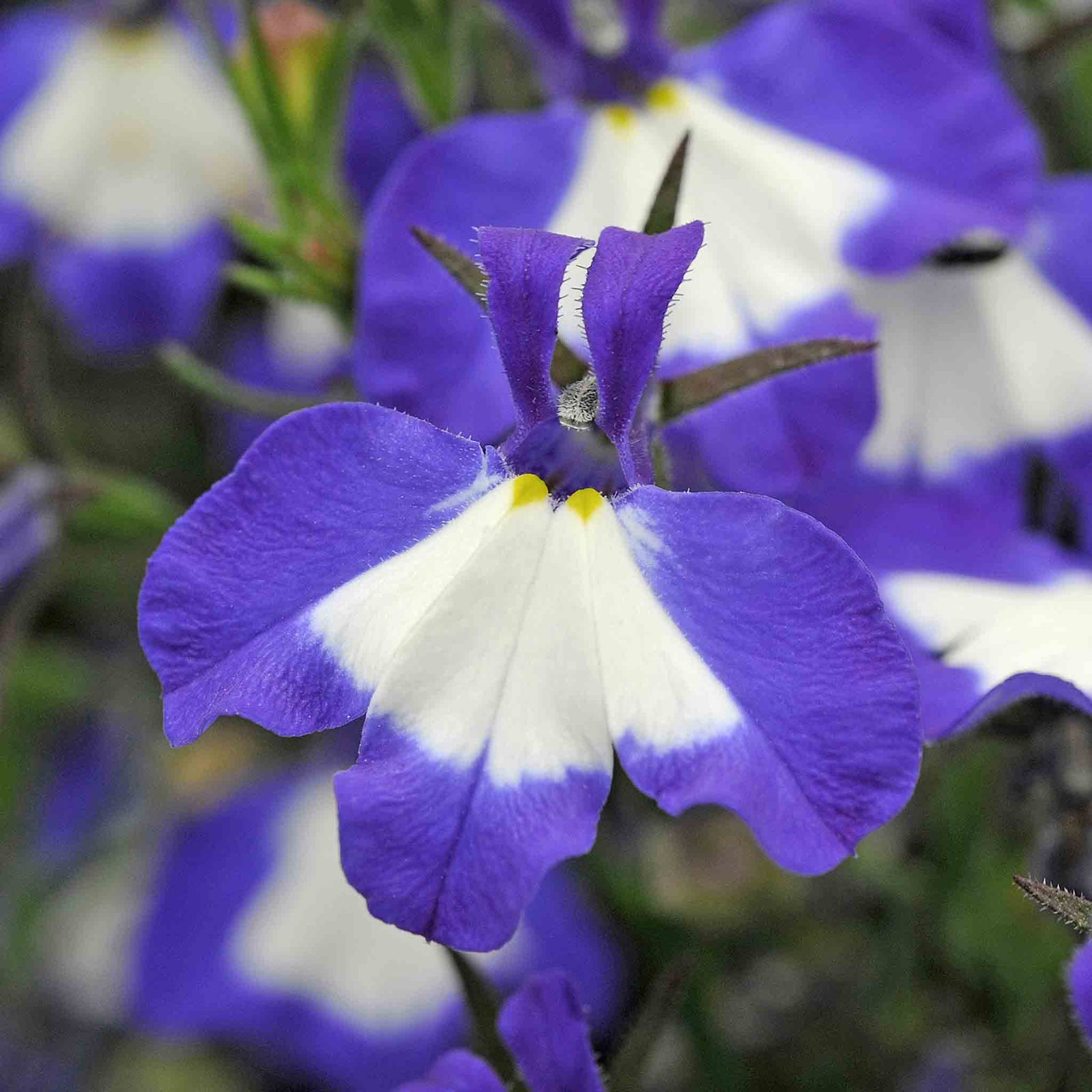 Lobelia 'waterfall Blue Ice' Trailing Bedding Plant | 12 x Jumbo Plugs | Blue