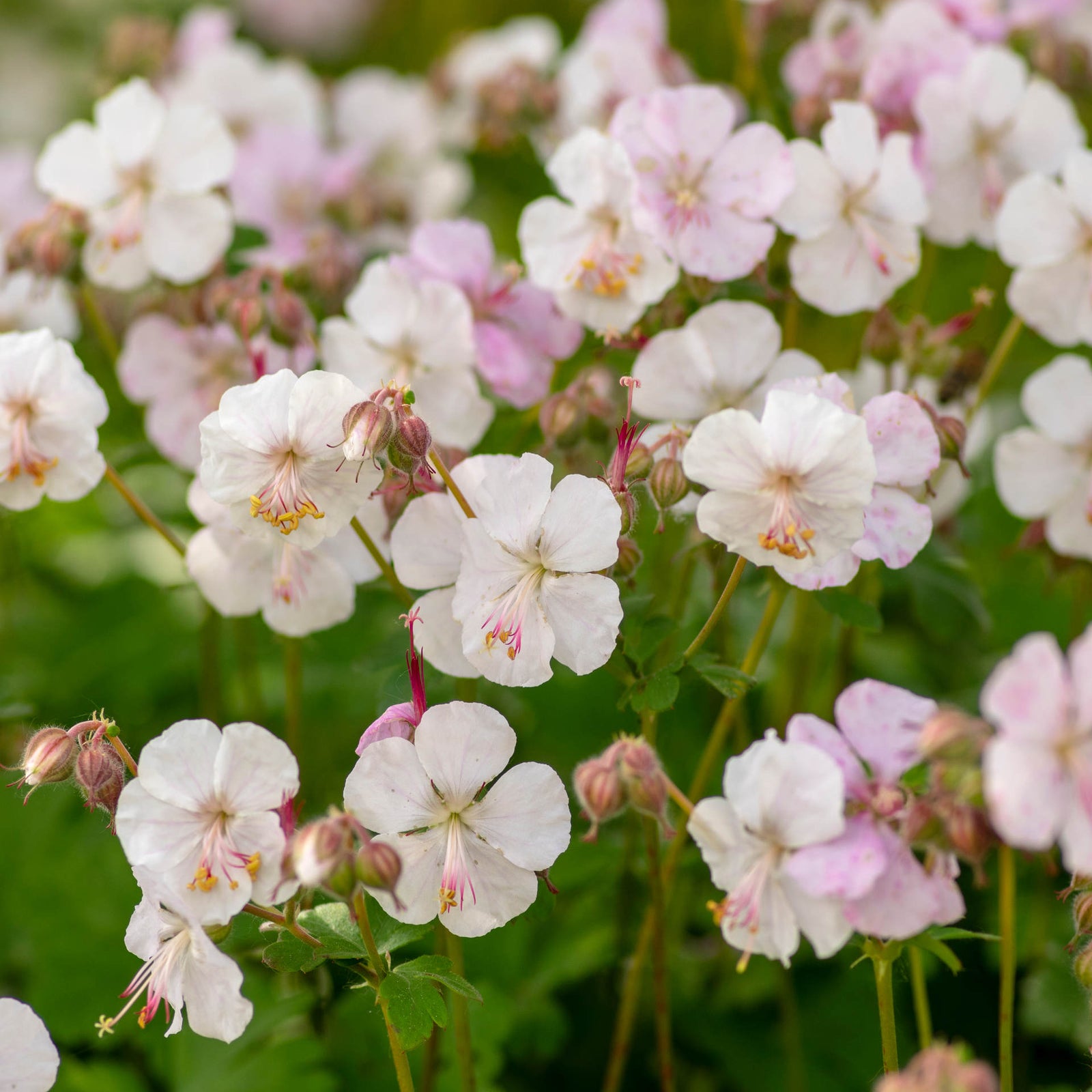 Geranium Cantabrigiense Biokovo 9cm Pot | 1 x 9cm | Pink