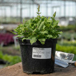 Salvia 'salvatore Blue' - Compact Indigo-blue, Pollinator-friendly Perennial Jumbo Plug Plants | Set of 3 | Purple
