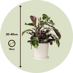 Prayer Plant - 2 Pcs. - Calathea Lietzei 'white Fusion' - Height 30-40cm - ⌀14cm | Set of 2 | Green