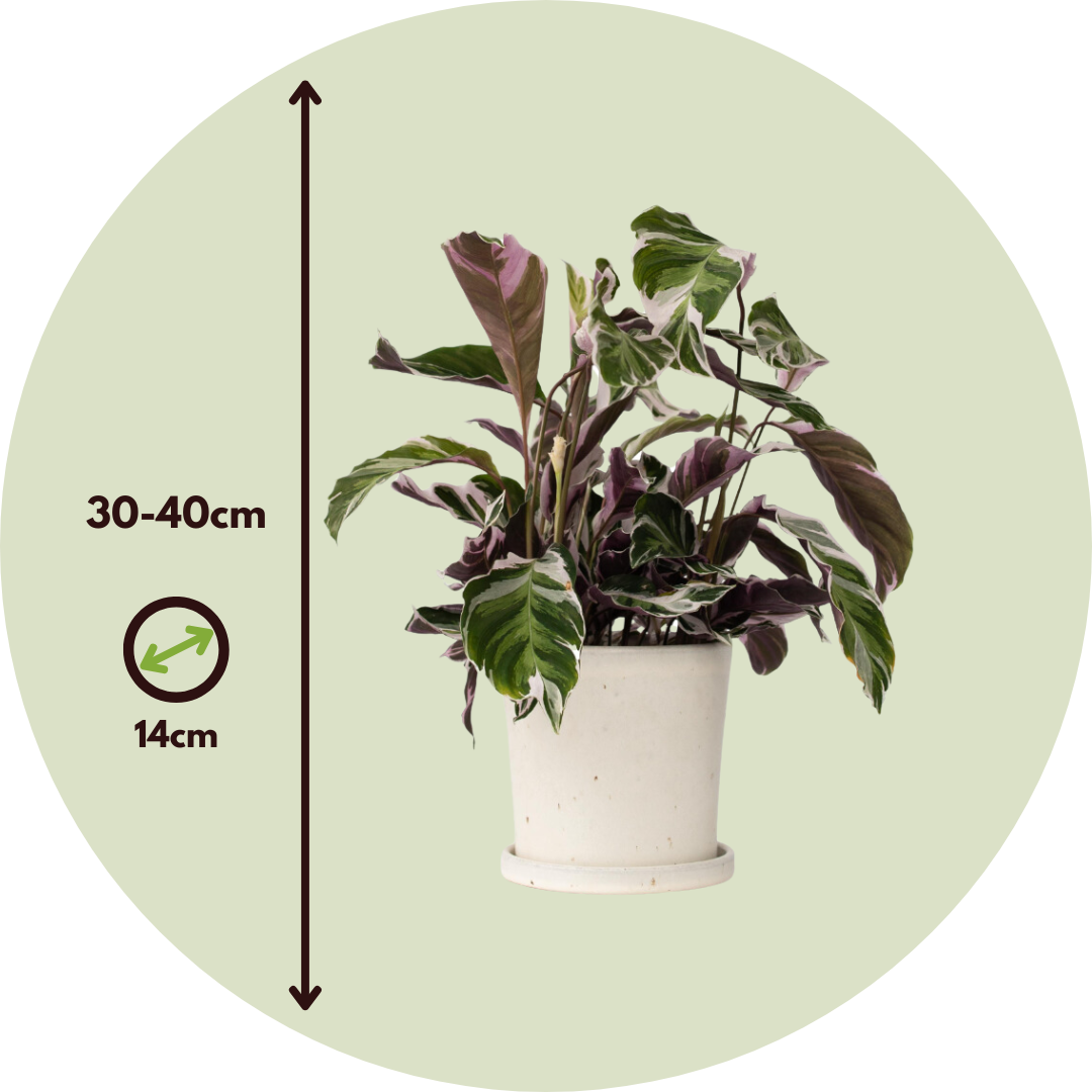 Prayer Plant - 2 Pcs. - Calathea Lietzei 'white Fusion' - Height 30-40cm - ⌀14cm | Set of 2 | Green