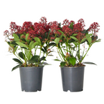 Japanese Skimmia - Skimmia Japonica 'Rubella' - Height 35-45cm - ⌀15cm | Set of 2 | Red