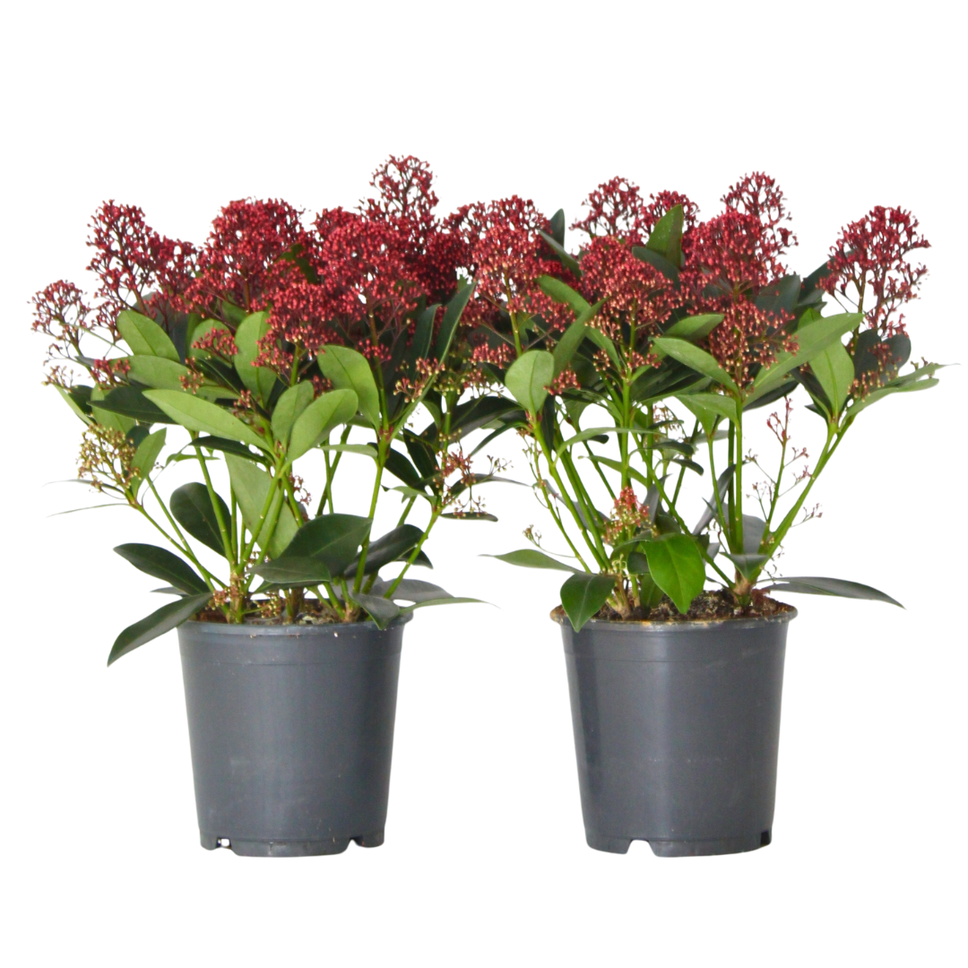Japanese Skimmia - Skimmia Japonica 'Rubella' - Height 35-45cm - ⌀15cm | Set of 2 | Red