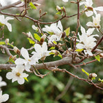 Magnolia 'stallata' (star Magnolia) Compact Spring-flowering Shrub Plant | 2.5l | White