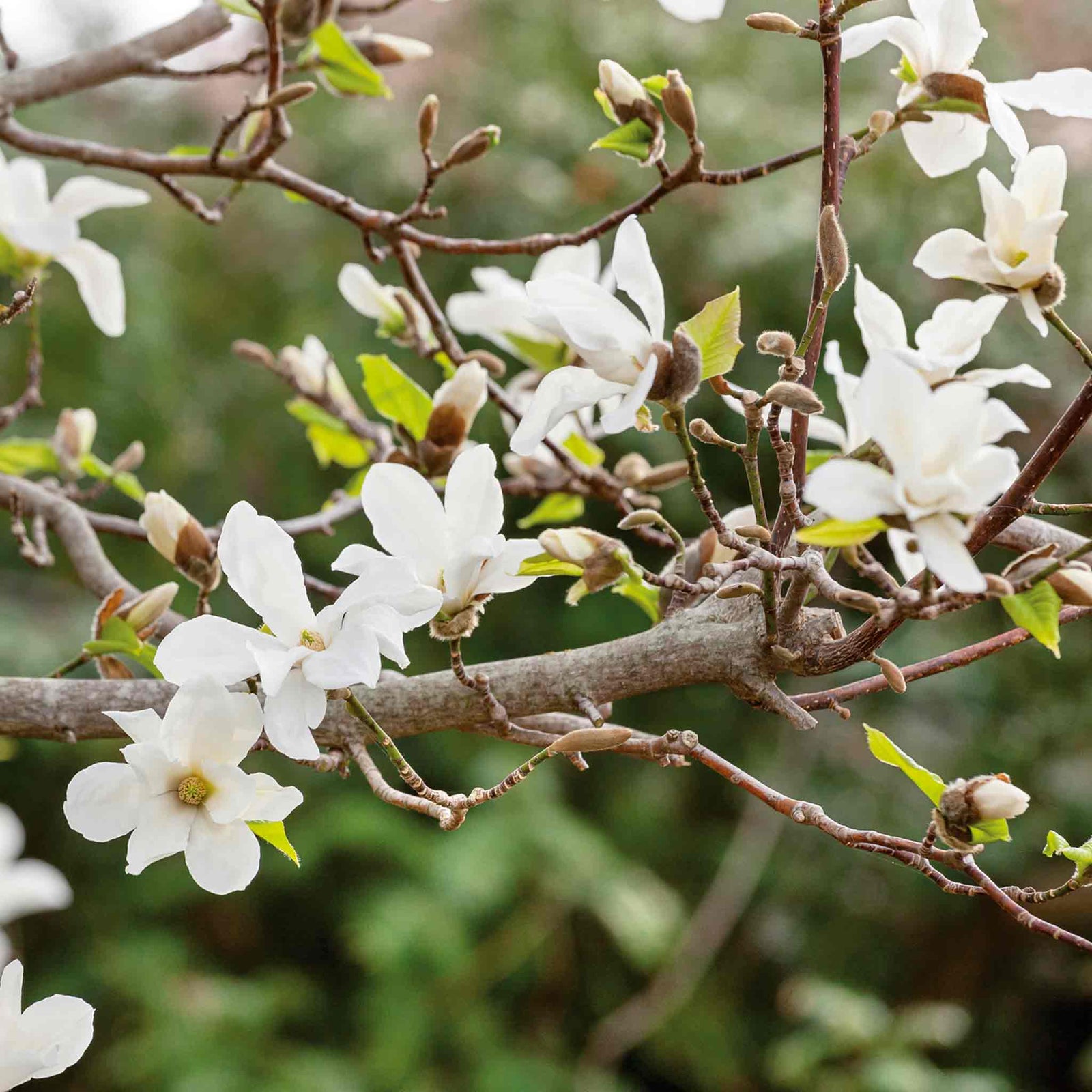 Magnolia 'stallata' (star Magnolia) Compact Spring-flowering Shrub Plant | 1 x 9cm | White