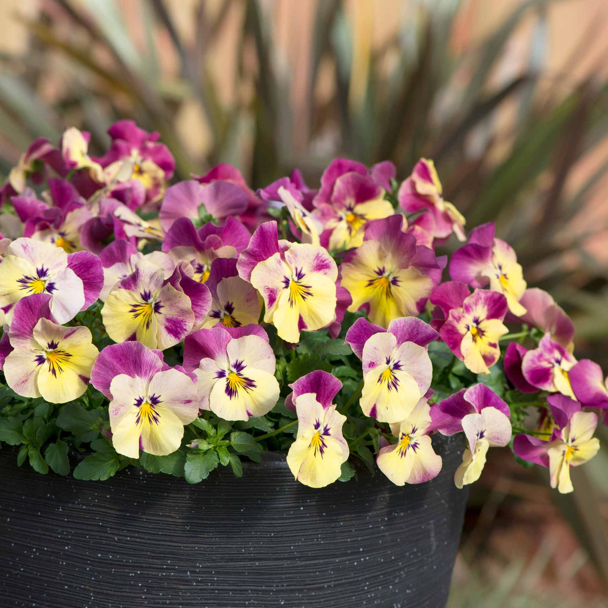 Pansy 'cool Wave Raspberry Swirl' | 6 x Garden Ready Plugs