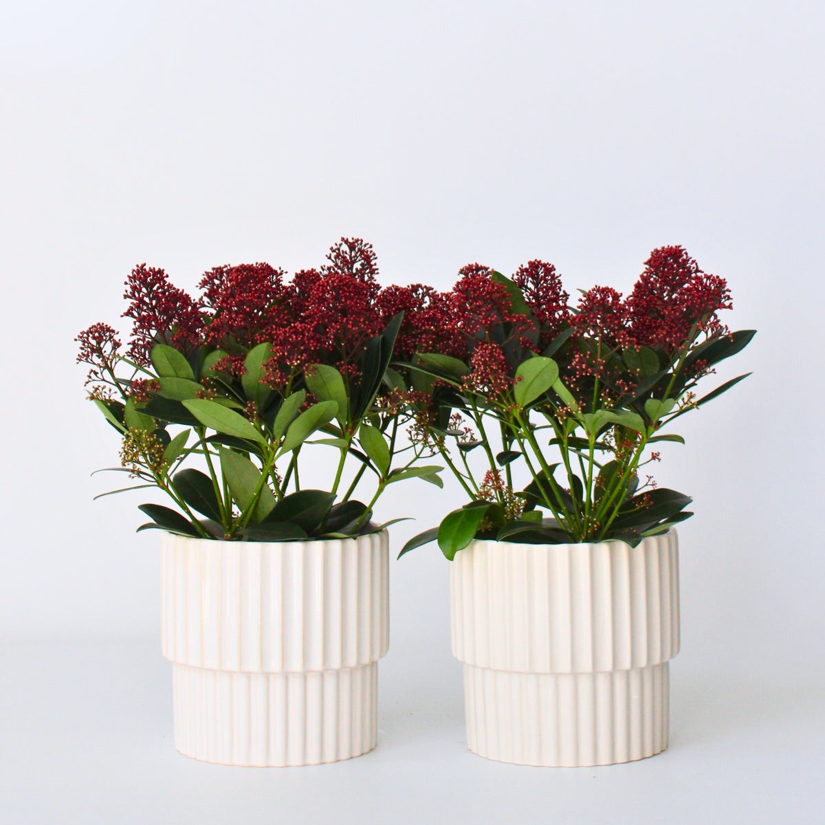 Japanese Skimmia - Skimmia Japonica 'Rubella' - Height 35-45cm - ⌀15cm | Set of 2 | Red