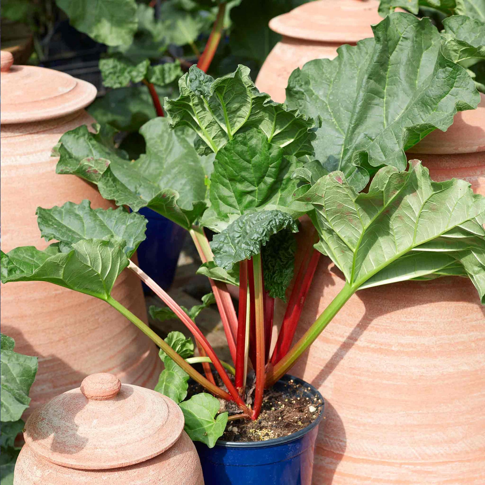 Rhubarb Collection: Victoria, Timperley Early And Raspberry Red | 3 x Crowns | Red