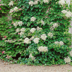 Climbing Hydrangea 'petiolaris' Rhs Agm | 1 x 3L | White