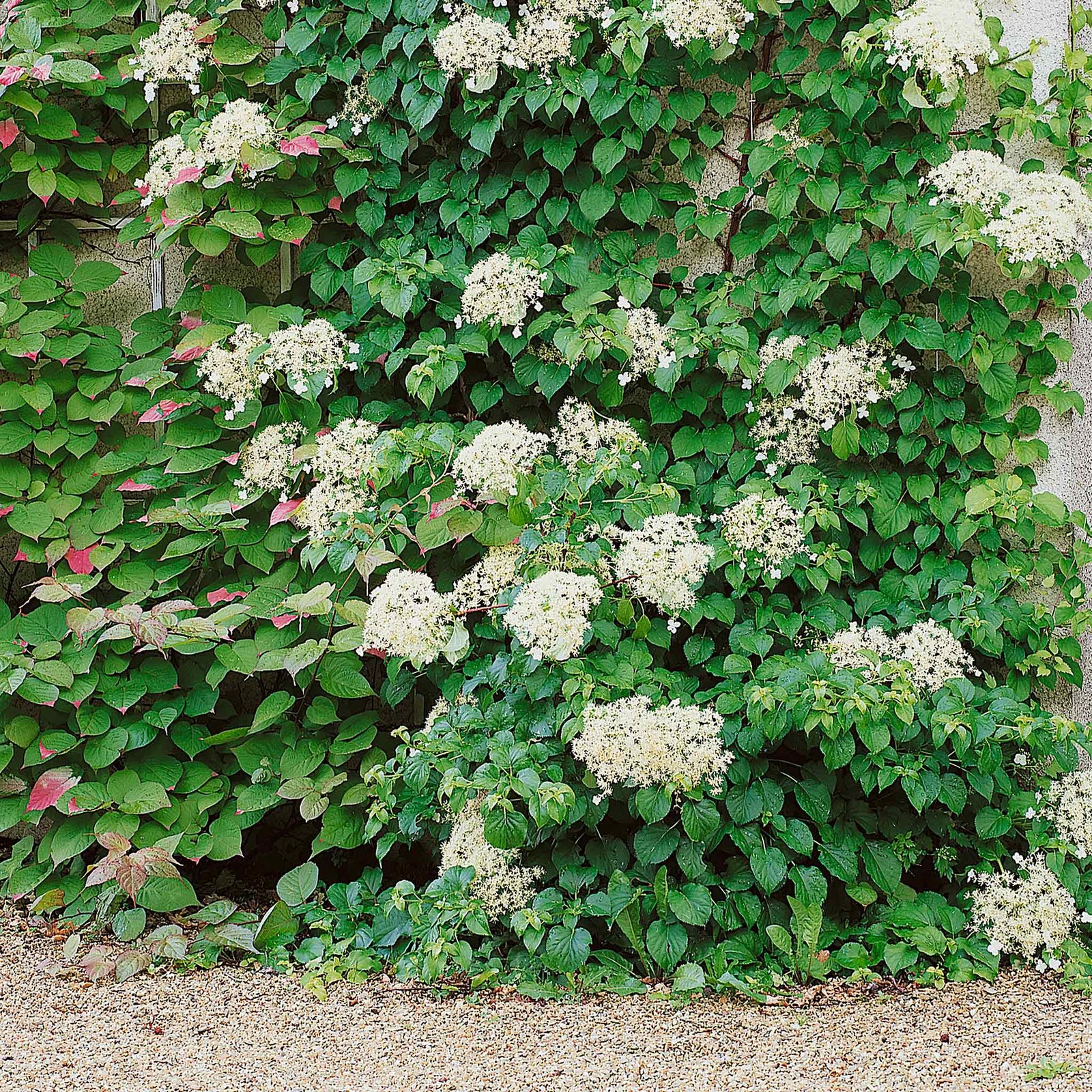 Climbing Hydrangea 'petiolaris' Rhs Agm | 1 x 3L | White