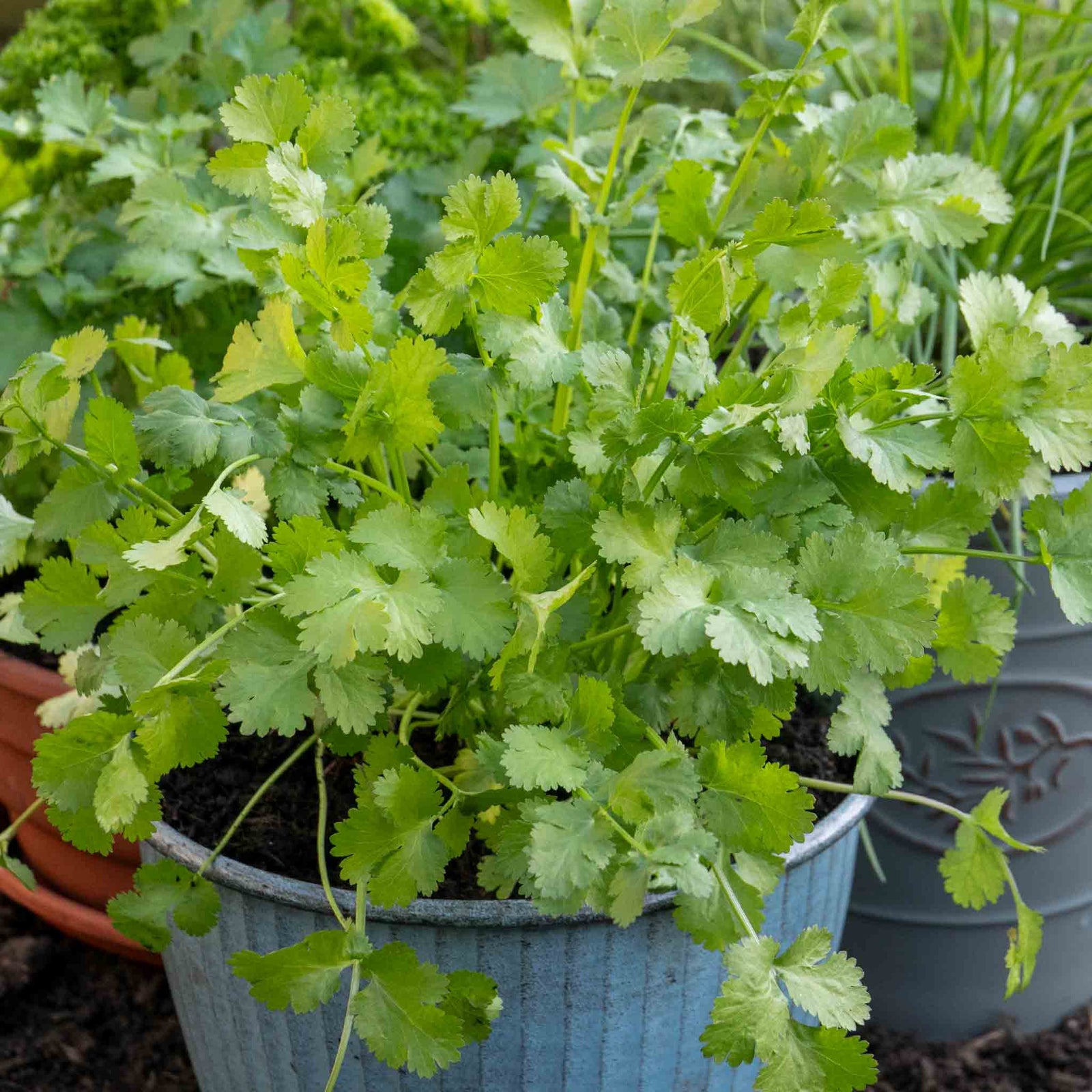 All-year Herb Collection | Set of 10