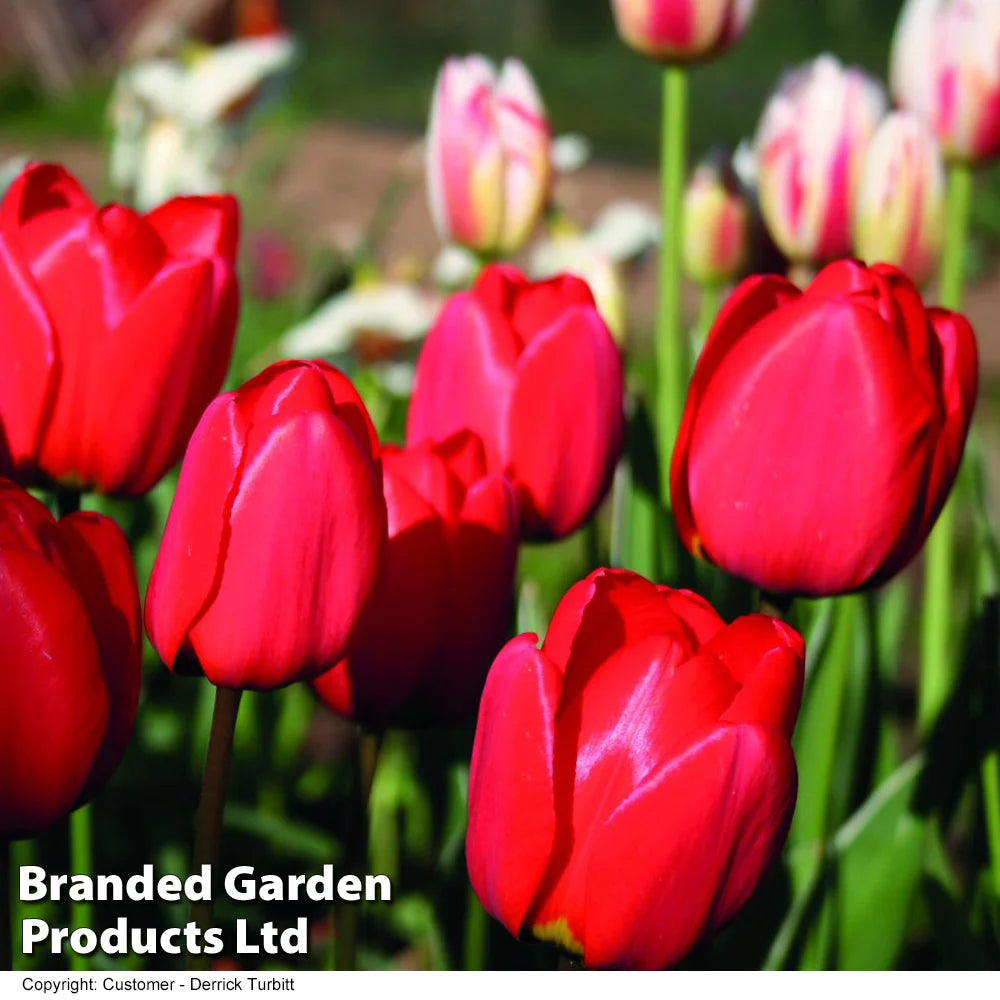 Tulip Red Impression Bulbs | 32 x Bulbs