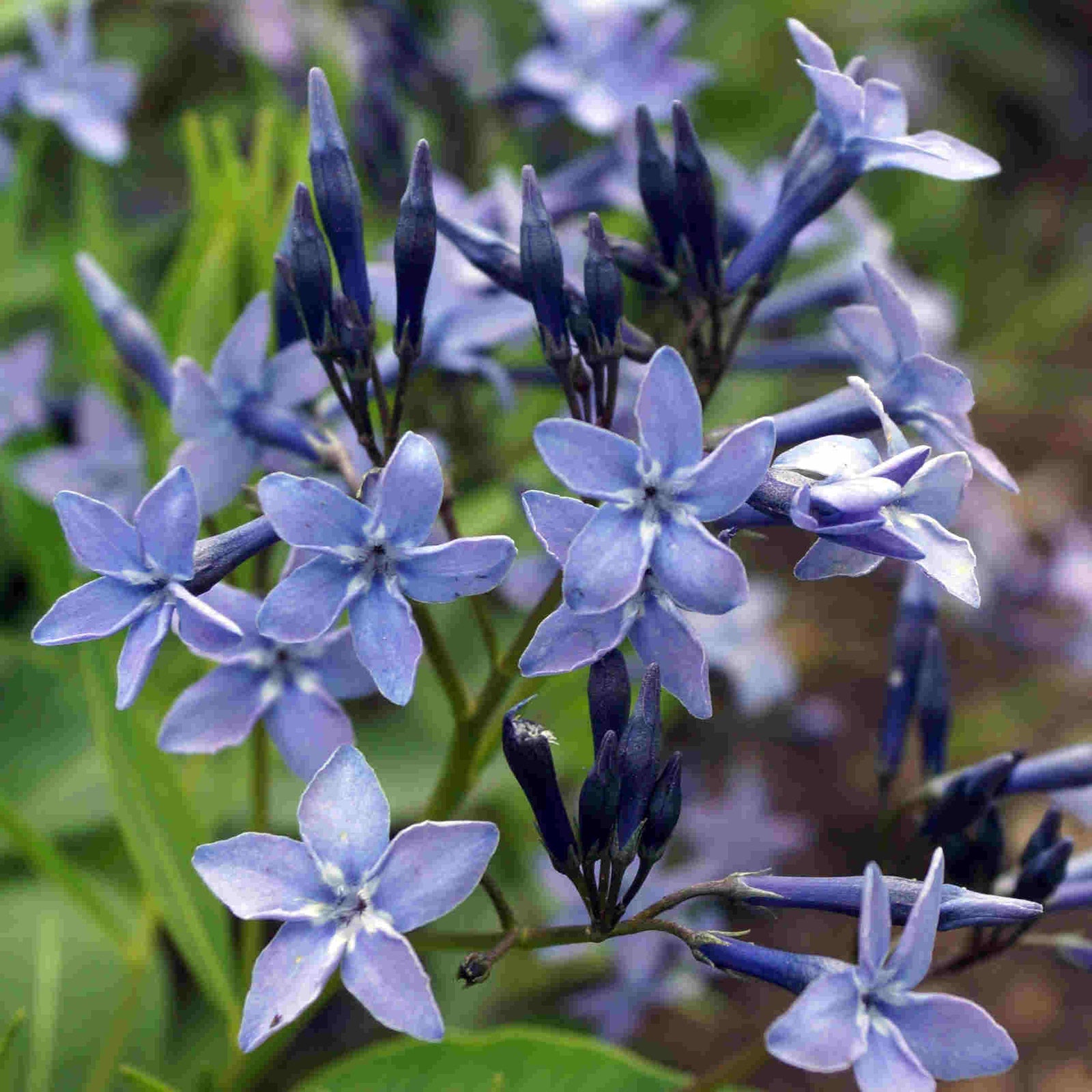 Amsonia Blue Ice - Groundcover Carpet Of Blue Flowers -  3 x 9cm Pots
