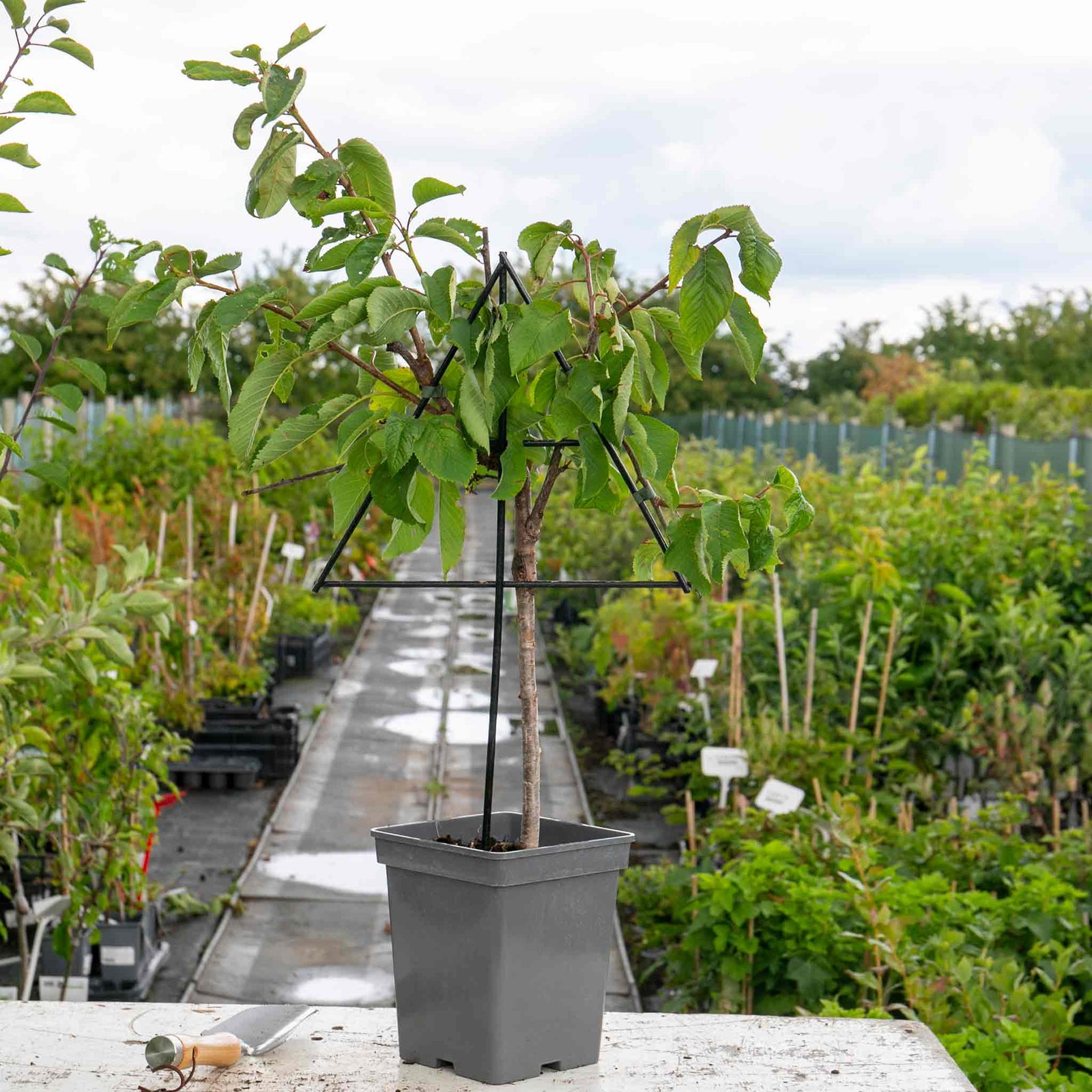 Patio Fan-trained Cherry Tree 'van' | 1 x 5L