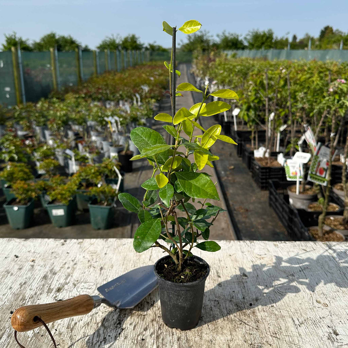Star Jasmine - Trachelospermum Jasminoides | 3 x 9cm | White