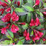 Weigela Camouflage 9cm Pot | 3 x 9cm