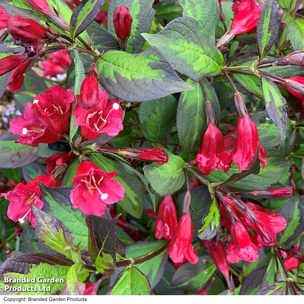 Weigela Camouflage 9cm Pot | 3 x 9cm