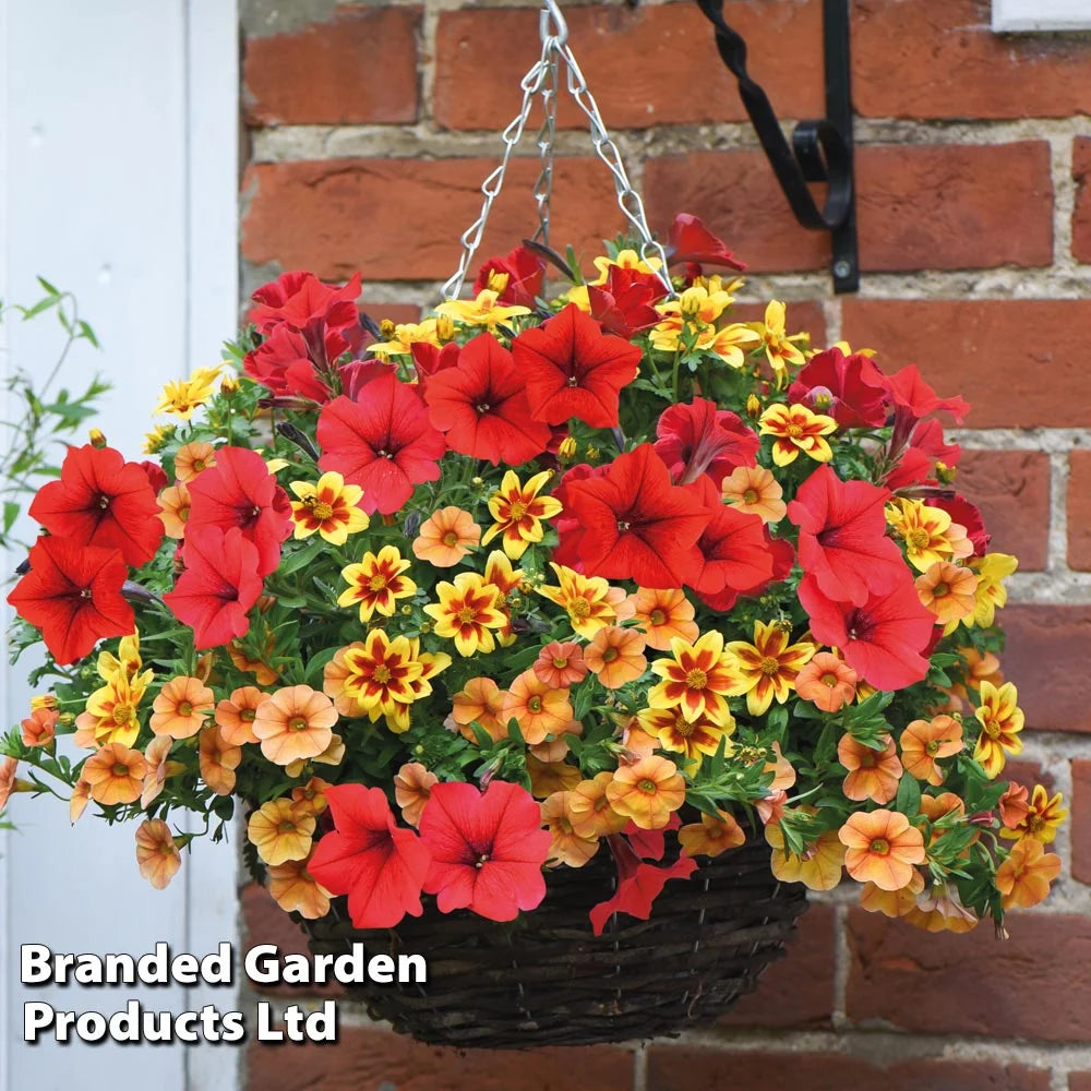 Amber Shades Preplanted Basket | 25cm
