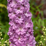 Delphinium 'delgenius Juliette' 2l Plant | 2L | Pink