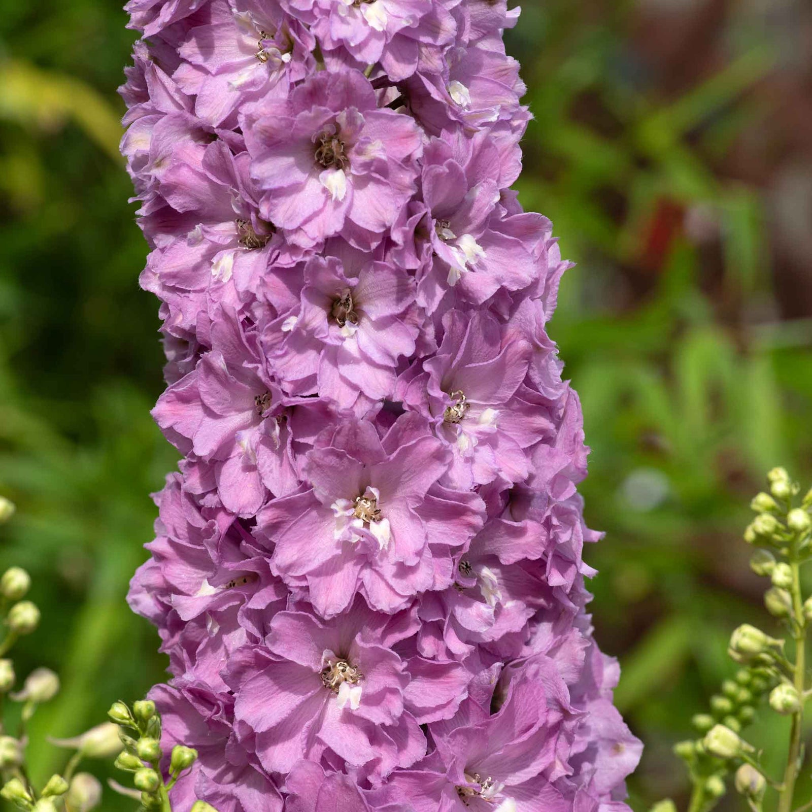 Delphinium 'delgenius Juliette' 2l Plant | 2L | Pink