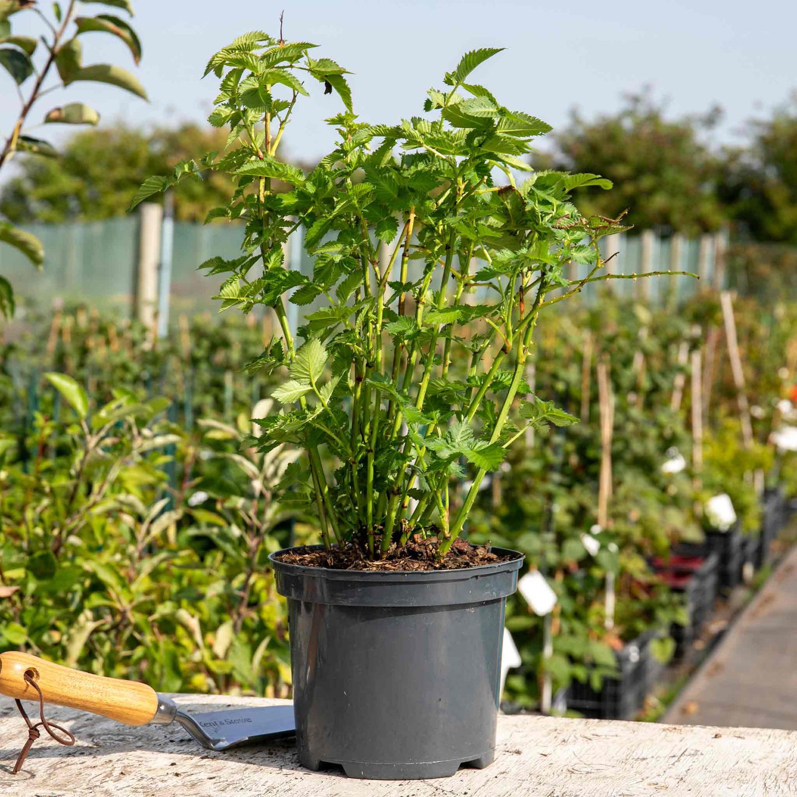 Funberry Plant, Rubus Illecebrosus | 1 x 3L | Red